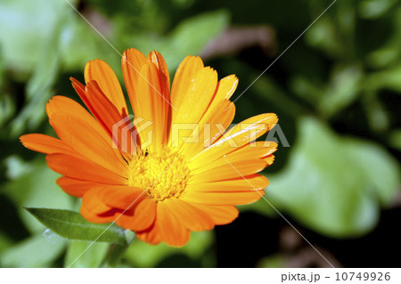 Marigold flower 10749926