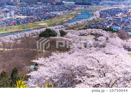 宮城 白石市 大河原 白石川堤一目千本桜 宮城 白石市 大河原 白石川堤一目千本桜 10750044