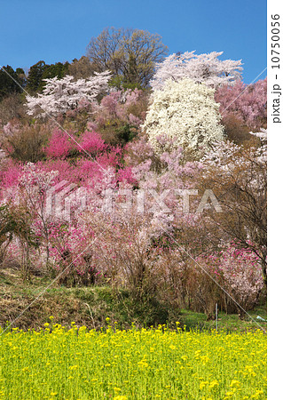 福島市 花見山公園 福島市 花見山公園 10750056