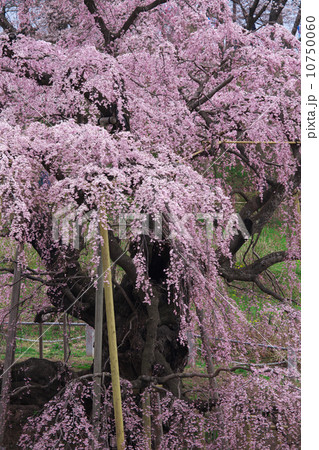 福島　三春町　滝桜 10750060