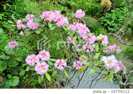 石楠花 石楠花 10750112