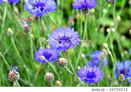 ヤグルマギク ヤグルマギク 10750215