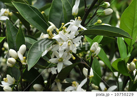 ミカンの花 10750229