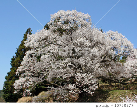 仏隆寺・千年桜 10750277