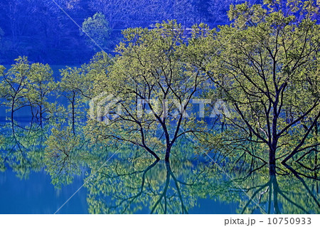 新緑の白川湖 新緑の白川湖 10750933