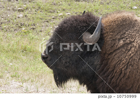 バファロー　アメリカバイソン 10750999