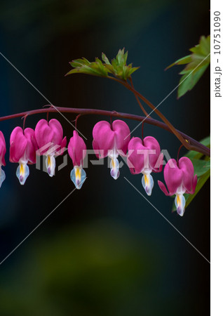 鯛釣草 鯛釣草 10751090