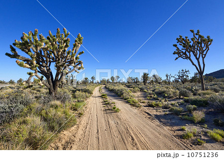 モハベ砂漠のダートロード モハベ砂漠のダートロード 10751236