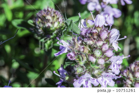 Flower thyme in the nature 10751261
