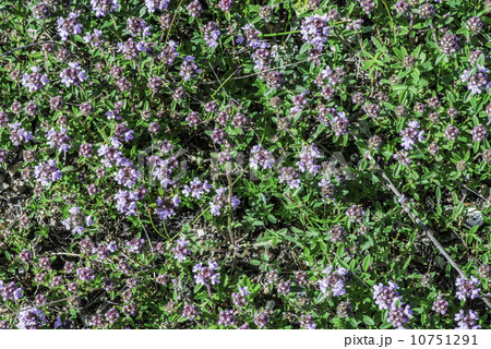 Flower thyme in the nature Flower thyme in the nature 10751291