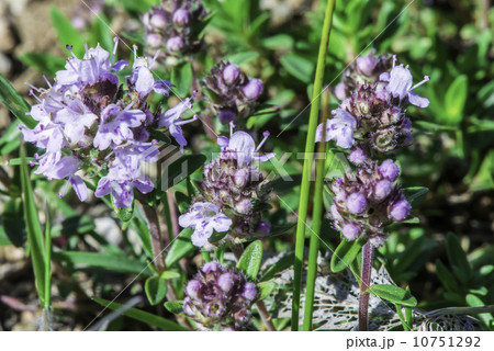 Flower thyme in the nature 10751292