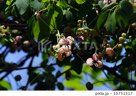 アケビの花 10751317