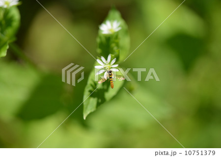 ホソヒメヒラタアブとハコベ 10751379