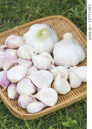 ニンニクの収穫 10751462