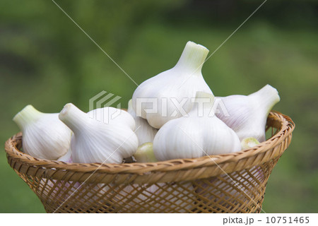 ニンニクの収穫 10751465