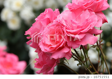 赤いバラ 赤いバラ 10751551