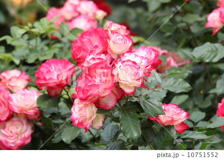 たくさんのバラ たくさんのバラ 10751552