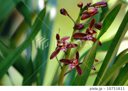 キンリョウヘン 10751611