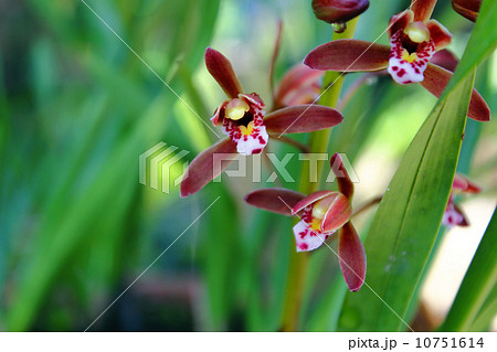 キンリョウヘン 10751614