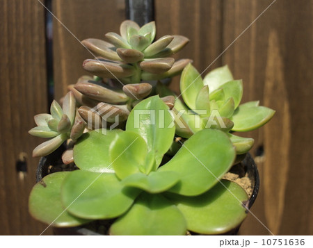 寄せ植えの多肉植物 寄せ植えの多肉植物 10751636