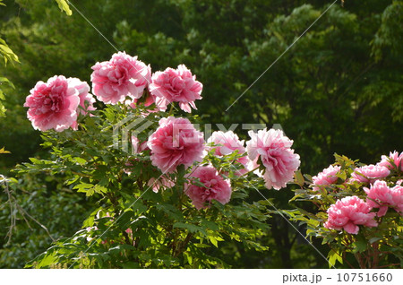 あきる野市　龍珠院　春 10751660