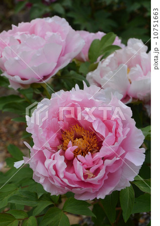 あきる野市　龍珠院　春 10751663