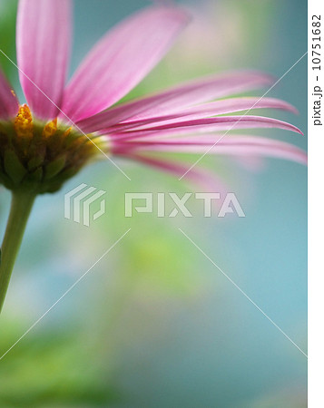 空を背景に光に透けるオステオスペルマムのピンクの花びら裏側と間から覗くシベ 空を背景に光に透けるオステオスペルマムのピンクの花びら裏側と間から覗くシベ 10751682