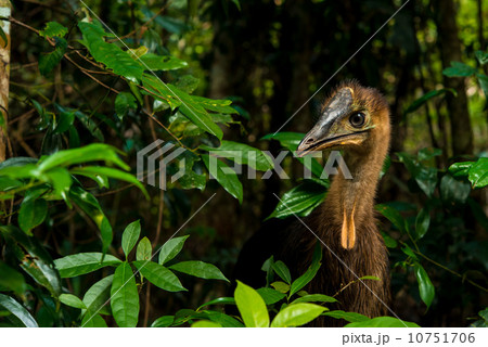 ヒクイドリ幼鳥 ヒクイドリ幼鳥 10751706