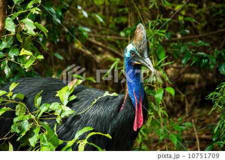 ヒクイドリ4 10751709