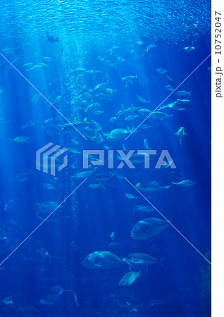 水族館 水族館 10752047