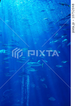 水族館 10752048