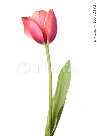 Tulip 10752132