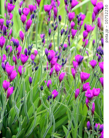 バビアナ バビアナ 10752250