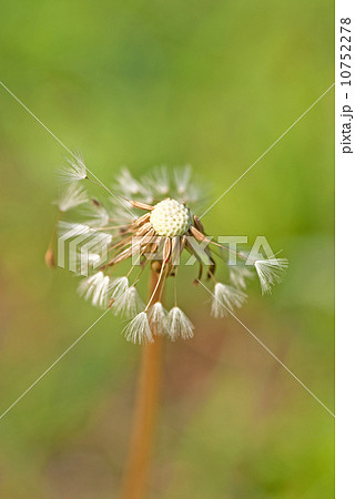 タンポポ　種子（学名：Taraxacum） 10752278