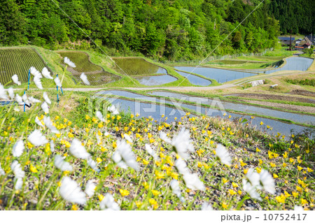 花の咲く棚田 10752417