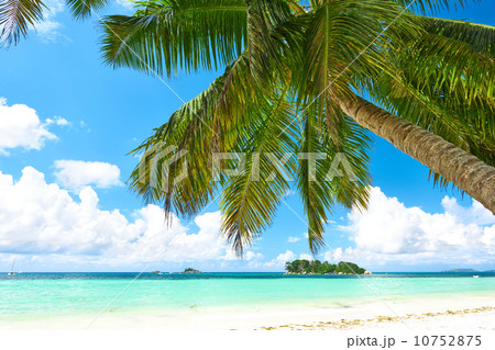 Beautiful beach with palm tree at Seychelles Beautiful beach with palm tree at Seychelles 10752875