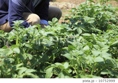 家庭菜園 10752999