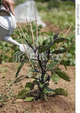 茄子の水やり 茄子の水やり 10753011