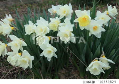 ラッパ水仙 10753624