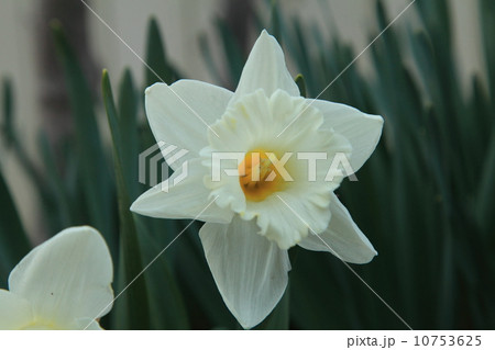 ラッパ水仙 10753625
