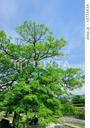 鴨川公園の新緑 鴨川公園の新緑 10753639