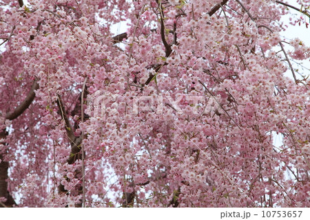 桜 桜 10753657