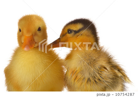 two ducklings 10754287