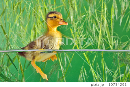 the brown duckling swimming 10754291
