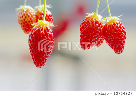 おいしそうなイチゴ狩り 10754327