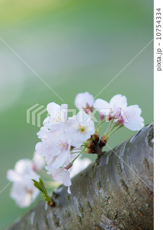 桜の新芽 10754334