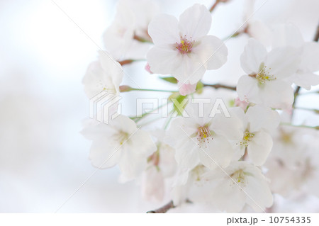 ふんわりとした桜イメージ 10754335