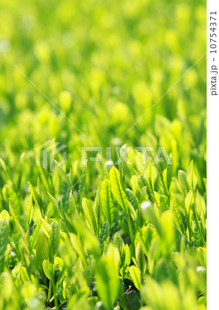 さわやかな茶畑のアップ 10754371