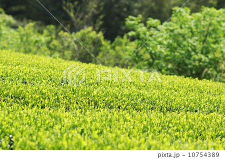 茶畑のある風景 10754389