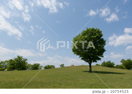 丘の上のベンチ 10754525